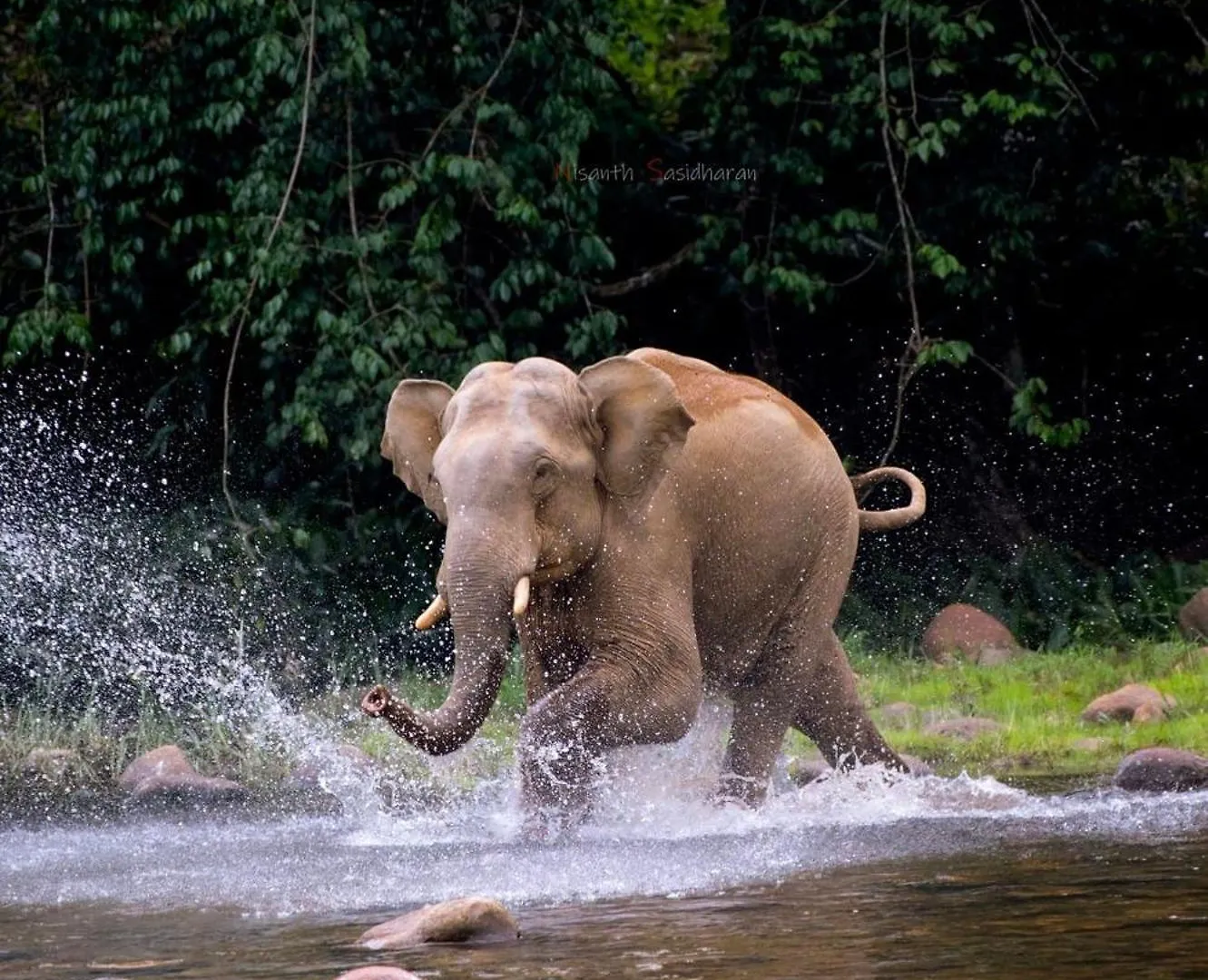 Forestscape Resort Munnar